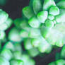 Succulent Love Green - Custom Background