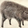 Boar01