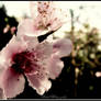 Almond Flower