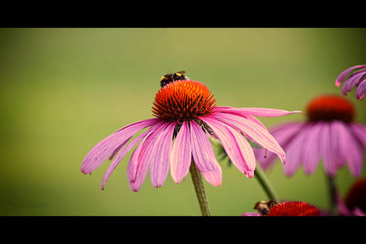 Pink flower and the bumblebee