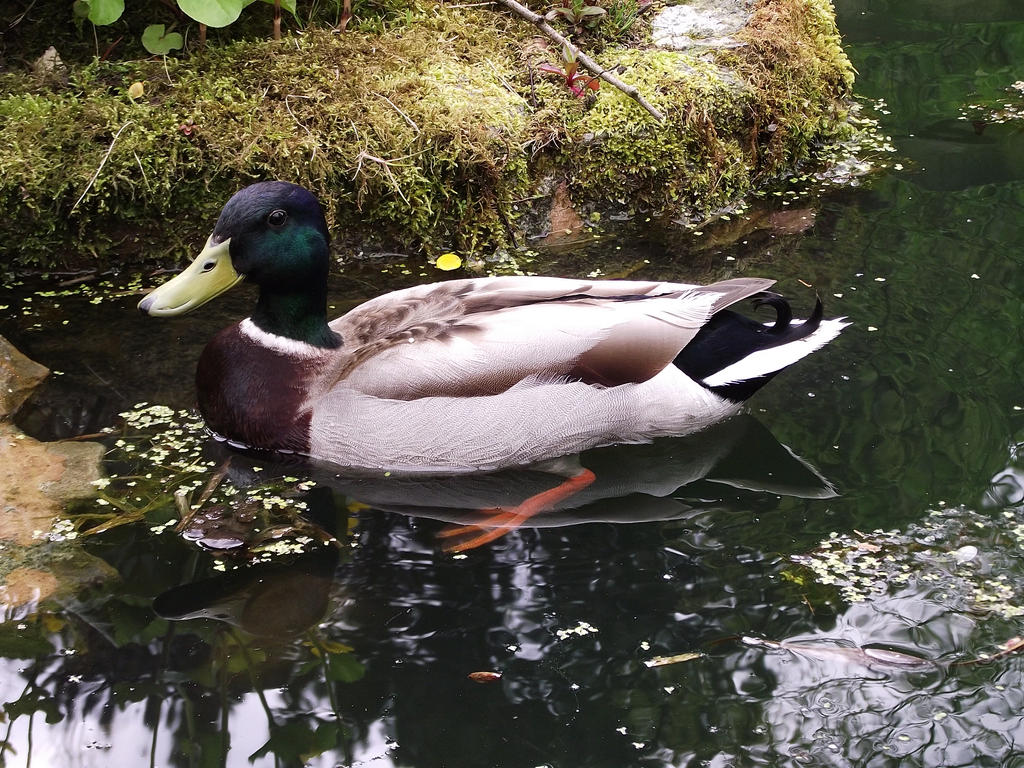 MALE MALLARD. by billpurcell4 on DeviantArt