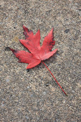 Red Maple Leaf on Pavement