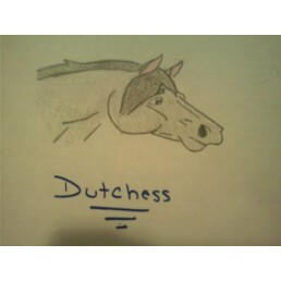 Dutchess