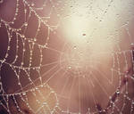 A spider web by cucumber-love