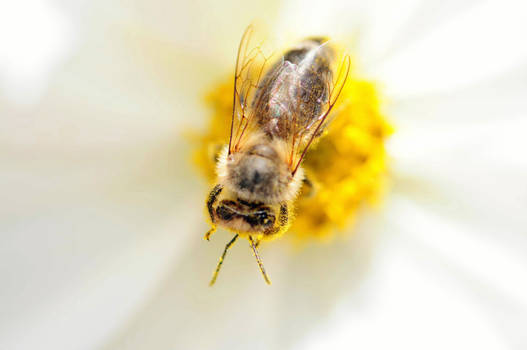 Bee