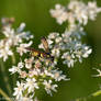 Wasp on some tiny flowers