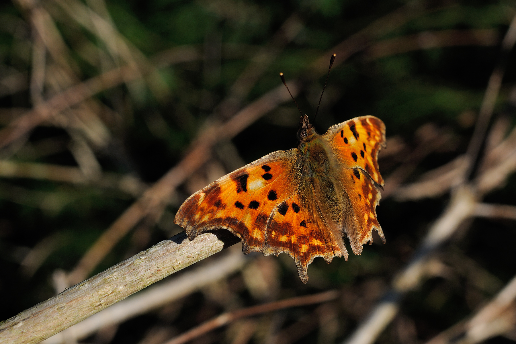 First butterfly of the year