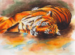 Tiger by jdmanny