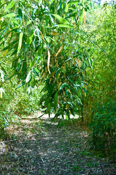 bamboo stock 1