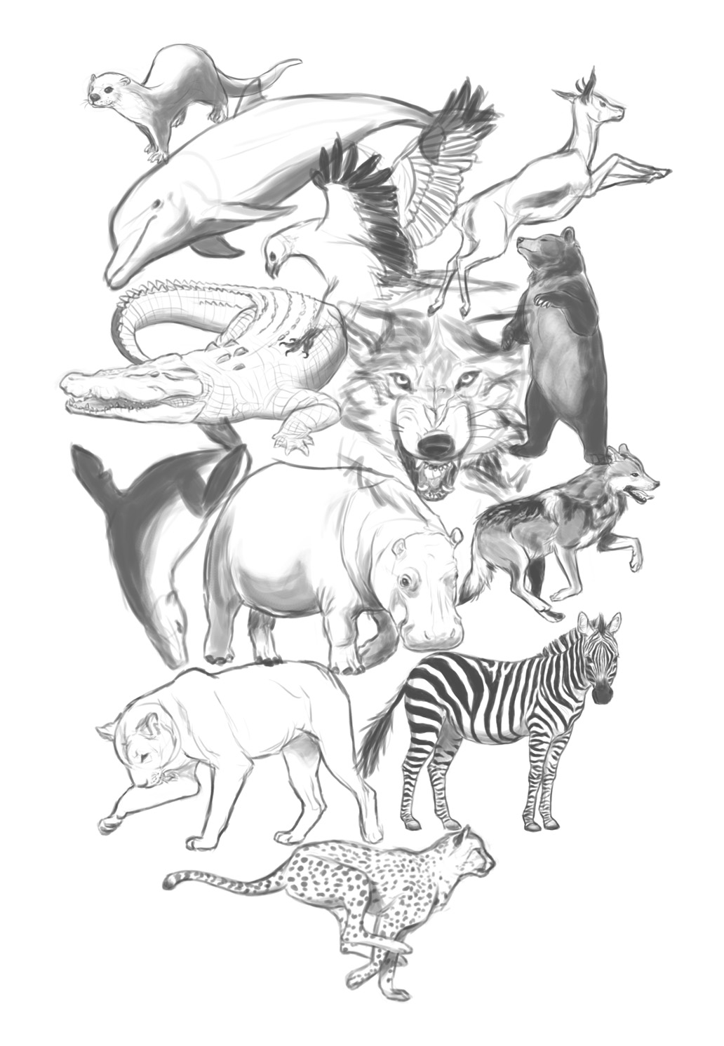 Wildlife Sketches