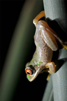 Natal Forest Treefrog 03