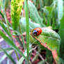 Ladybug