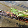 Grasshopper Above Water