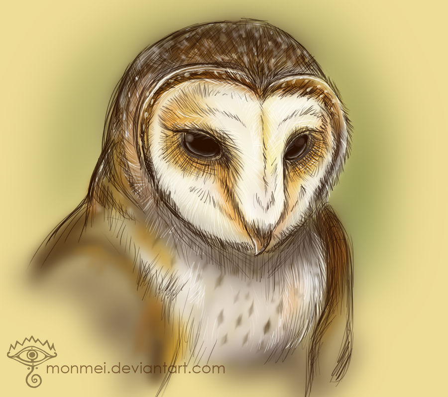 Masked Owl Sketch