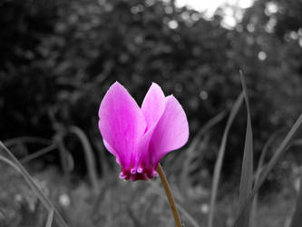 Cyclamen