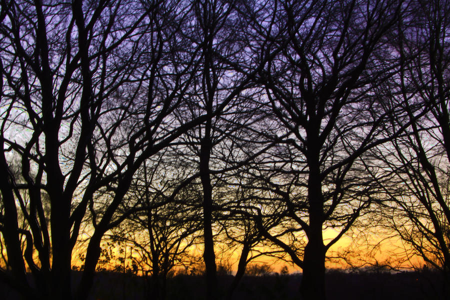 Trees HDR
