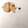 Dog portrait wip 