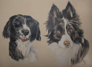 Pair of Collies