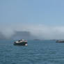 Foggy Harbor