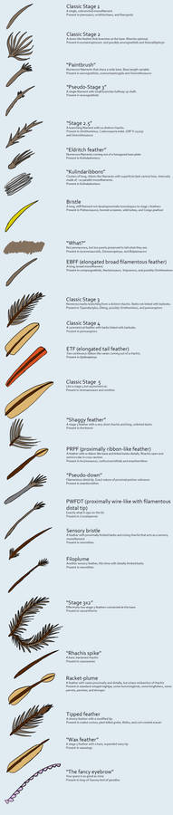 The variety of pan-bird feathers