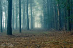 Silent Woods by pureoptic Silent Woods by pureoptic