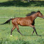 Thoroughbred Stock - Bay Mare Galloping