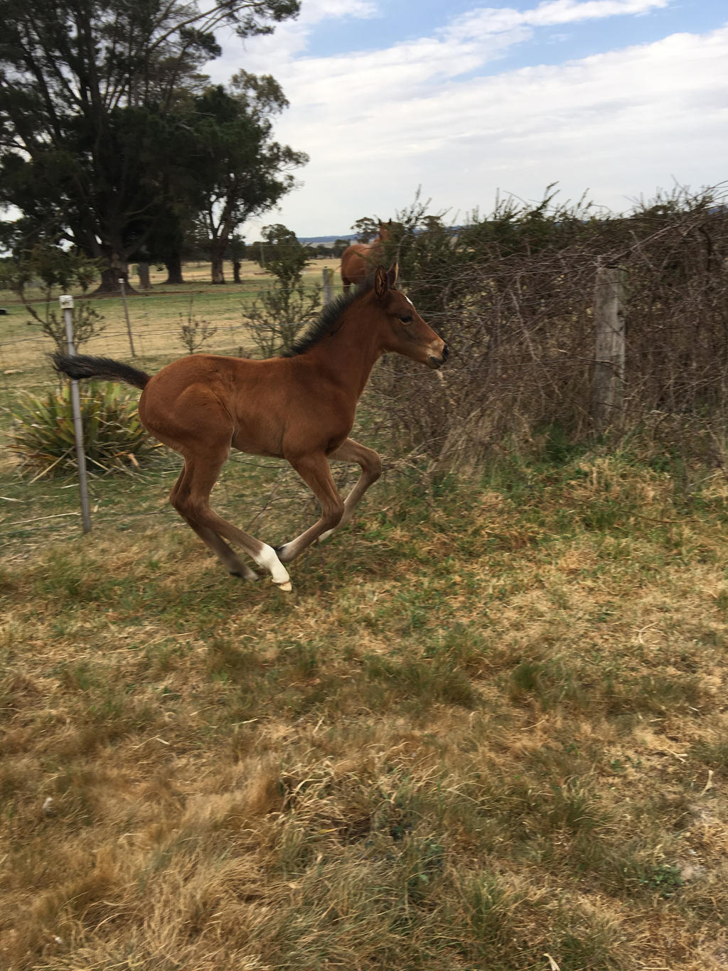 Foal Stock Cantering