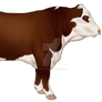 Bull Auction SOLD