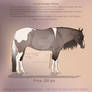 SOLD | Champagne Pintaloosa Adopt