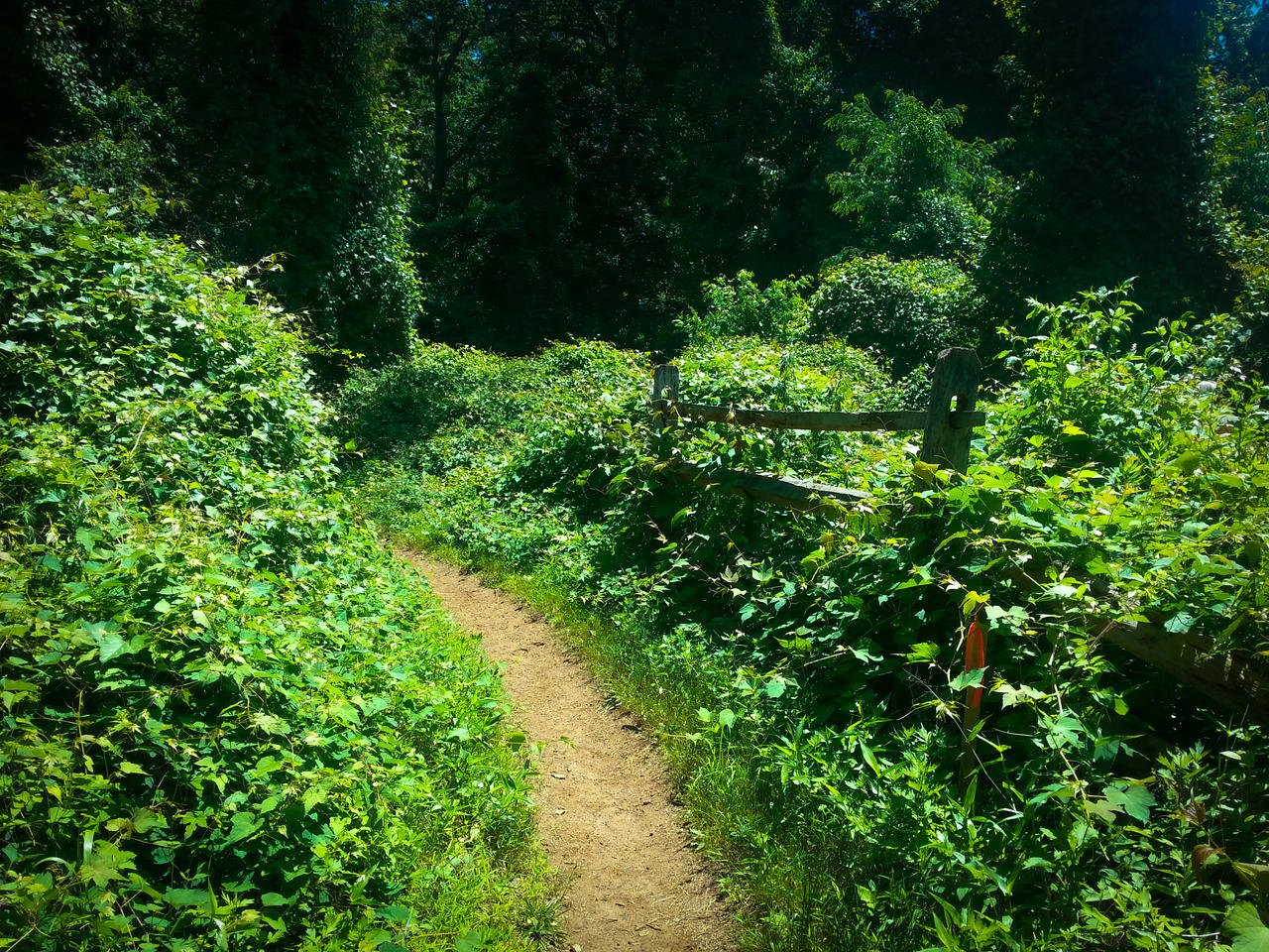 Path Less Traveled by MrDannyD on DeviantArt