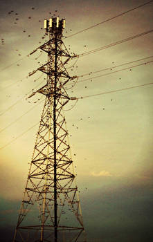 ...birds on the tower...