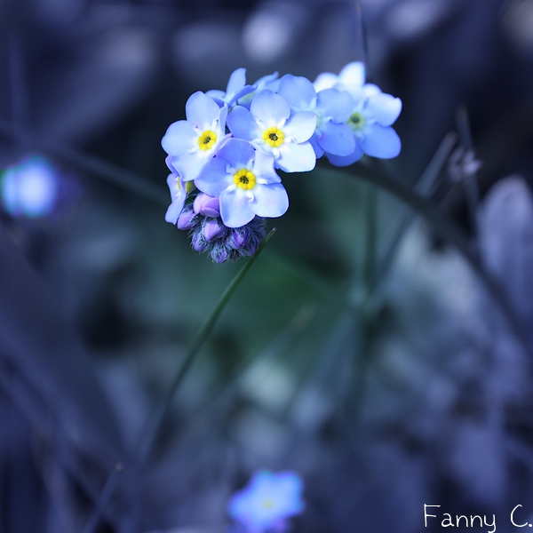 Petites bleues