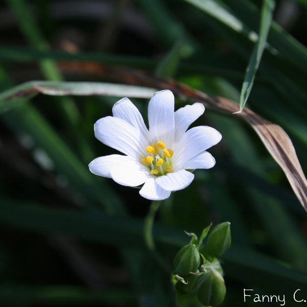 Petite blanche