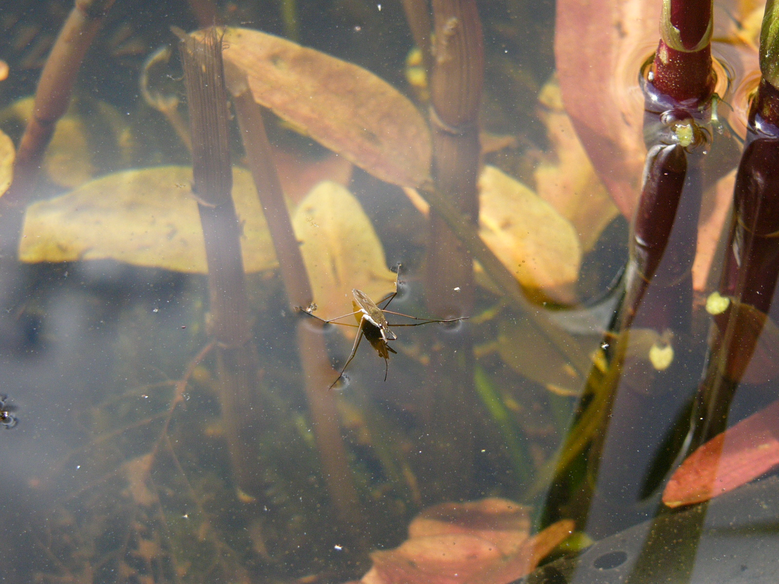 Water Strider