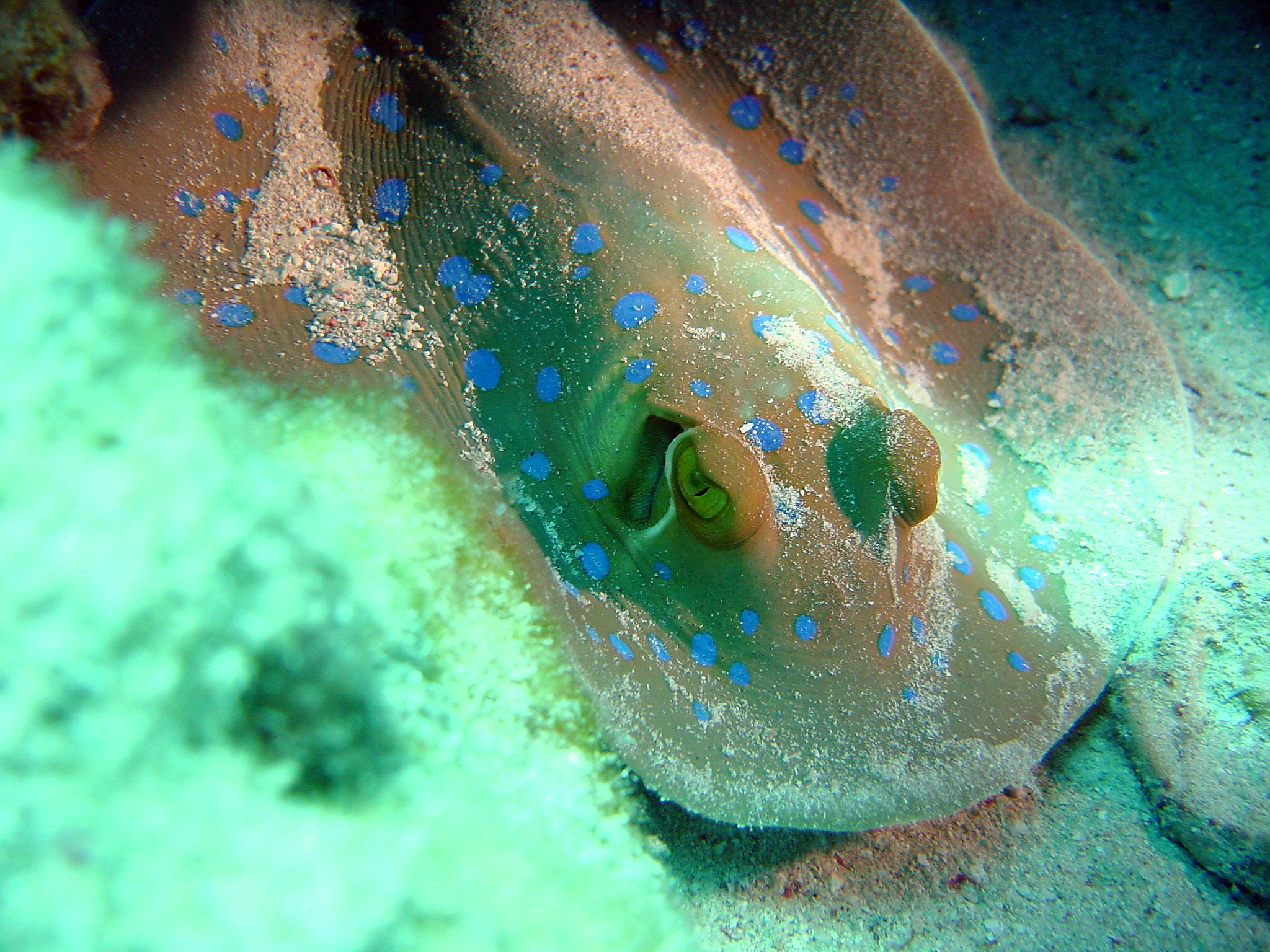 Bluespotted Stingray