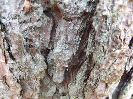 The Bark of a Tree