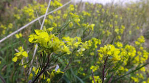 Buttercups?