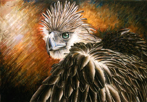 Philippine Eagle