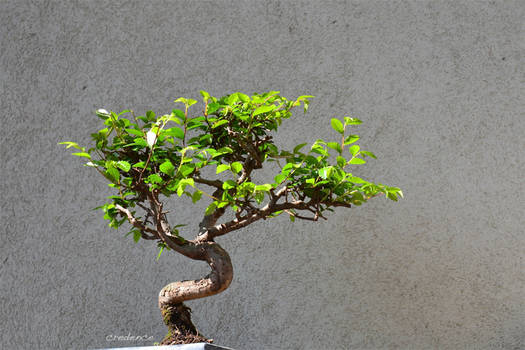 Bonsai