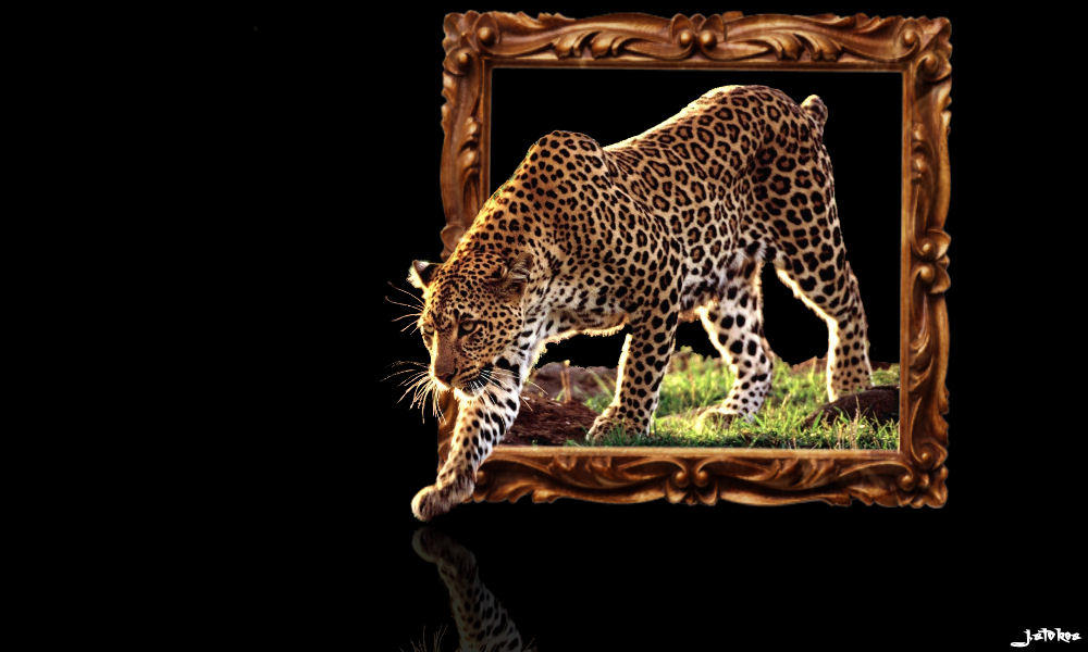 leopard through frame by sicknote00 on DeviantArt