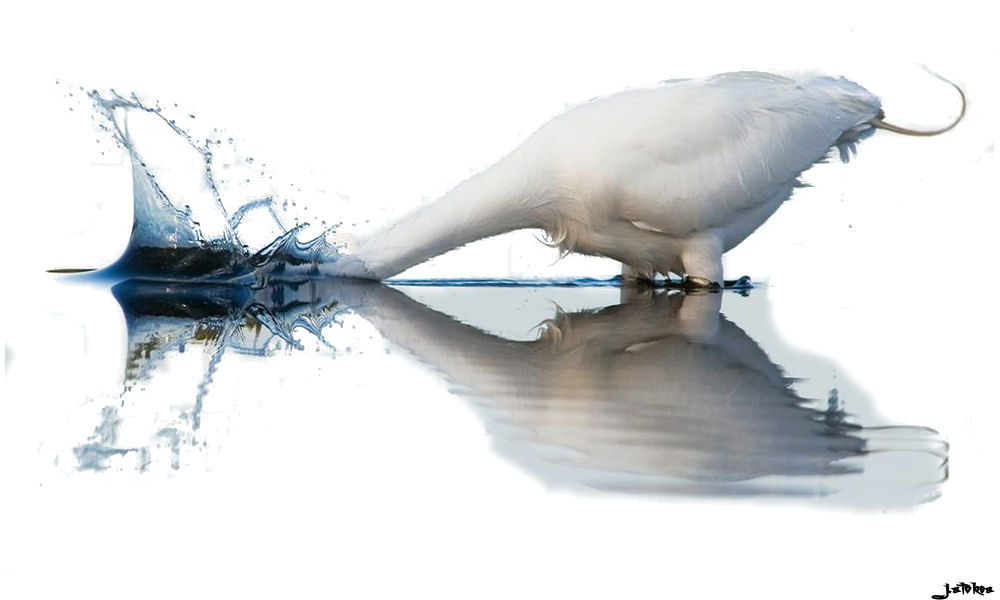 great white egret