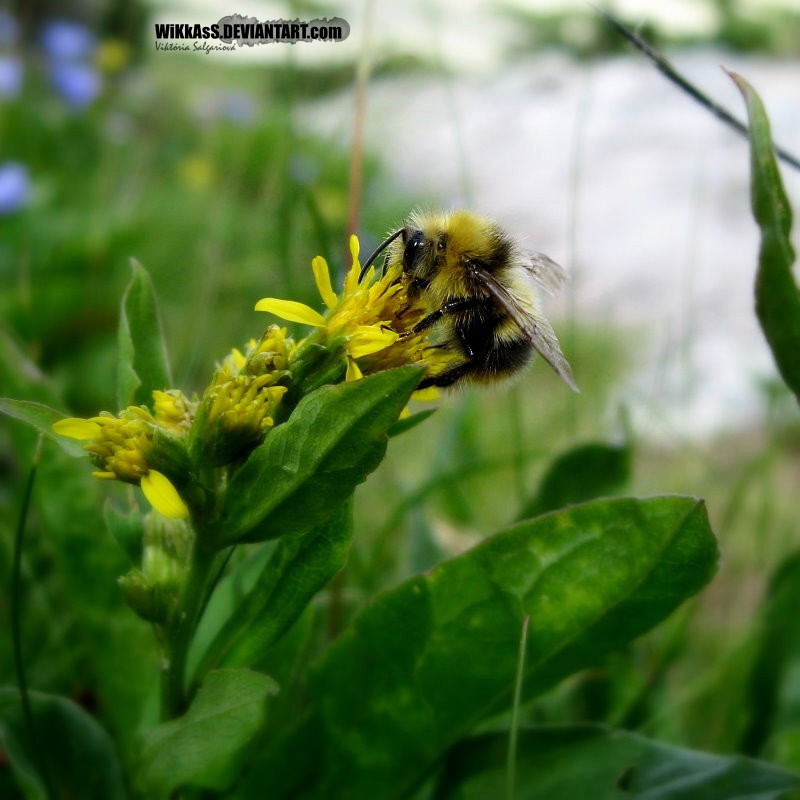 bumble-bee