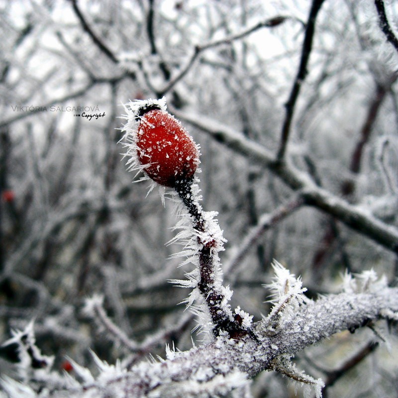 winteR reD natUre