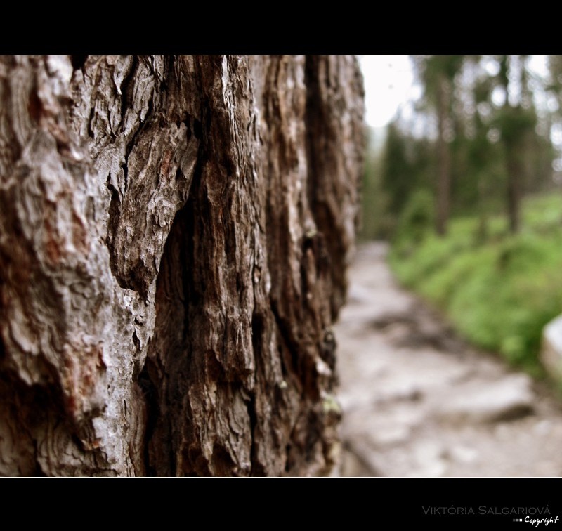 wood High Tatras