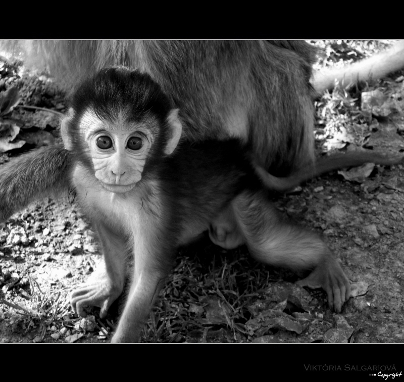 life at the zoo O2