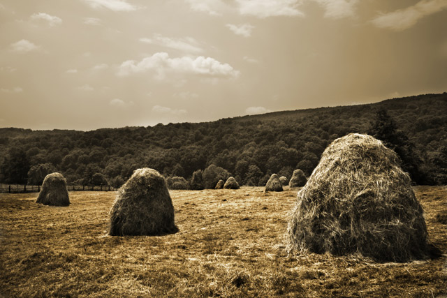 rural landscape