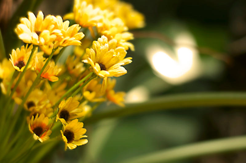 Sunflowers II