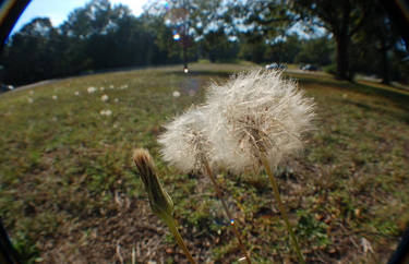 dandelions