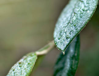 Moist leaves