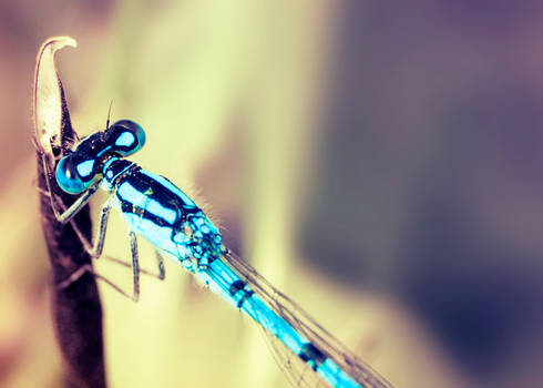 Blue Damselfly